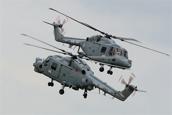Navy lynx display Picture Board by Oxon Images