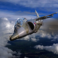Buy canvas prints of Harrier flight by Oxon Images