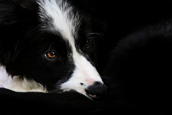 Border Collie puppy Picture Board by Oxon Images