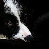 Buy canvas prints of Border Collie puppy by Oxon Images