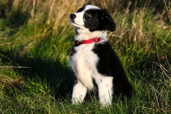 Border Collie puppy 2 Picture Board by Oxon Images