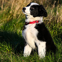 Buy canvas prints of Border Collie puppy 2 by Oxon Images