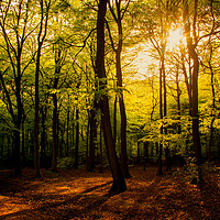 Buy canvas prints of Early Summer Woodland by Oxon Images