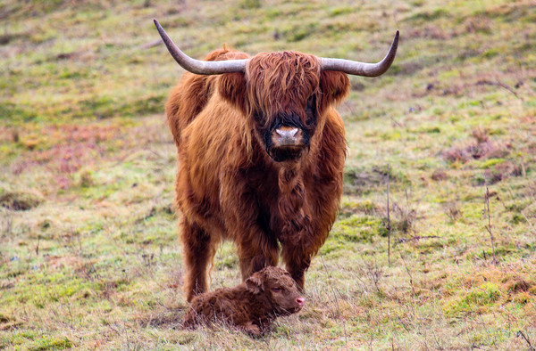 Highland Cow and new Calf Picture Board by Oxon Images