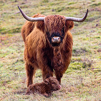 Buy canvas prints of Highland Cow and new Calf by Oxon Images