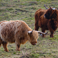 Buy canvas prints of Highland Cow grazing by Oxon Images
