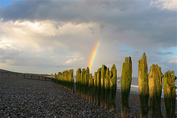 Winchelsea Beach groynes Rye Picture Board by Oxon Images