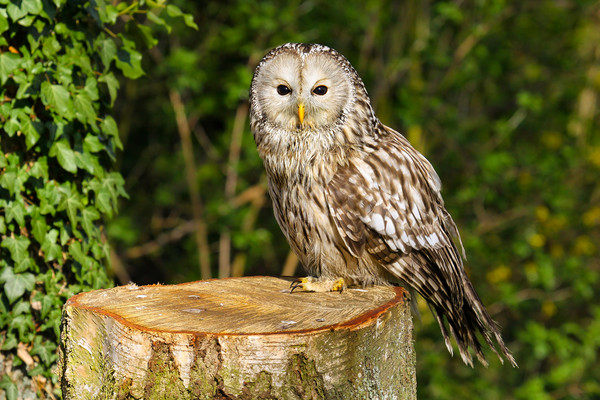 Tawny Owl on a Tree Stump Picture Board by Oxon Images
