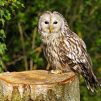 Buy canvas prints of Tawny Owl on a Tree Stump by Oxon Images