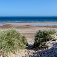 Buy canvas prints of Sand Dunes at Bamburgh by Oxon Images