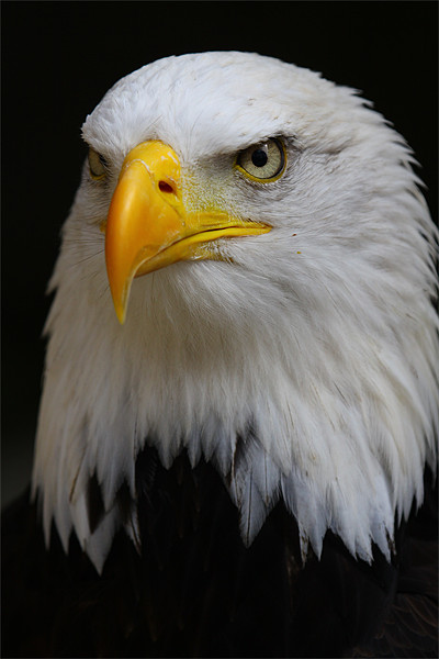 American Bald Eagle Picture Board by Oxon Images