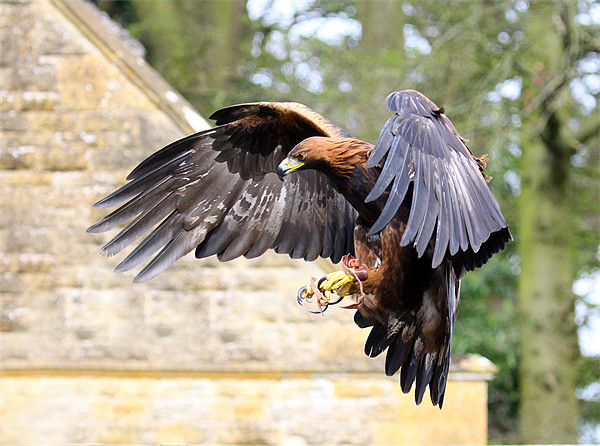 Golden eagle landing 2 Picture Board by Oxon Images