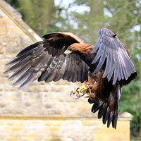 Buy canvas prints of Golden eagle landing 2 by Oxon Images