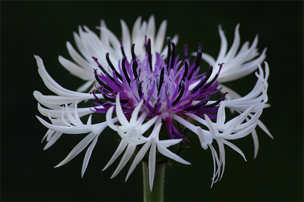 Cornflower Amethyst in the snow Picture Board by Oxon Images