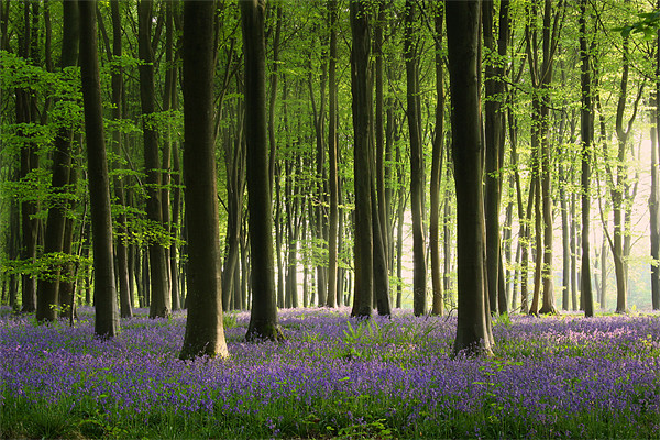 Bluebell wood in Micheldever Picture Board by Oxon Images