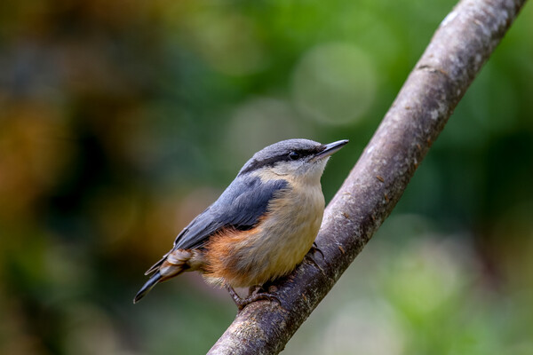 Nuthatch Fledgling Picture Board by Oxon Images