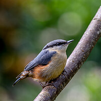 Buy canvas prints of Nuthatch Fledgling by Oxon Images