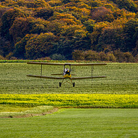 Buy canvas prints of Autumn Tiger Moth by Oxon Images