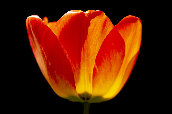 Brightly coloured Tulip Picture Board by Oxon Images
