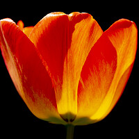 Buy canvas prints of Brightly coloured Tulip by Oxon Images