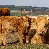 Buy canvas prints of Highland Cow and Calf by Oxon Images