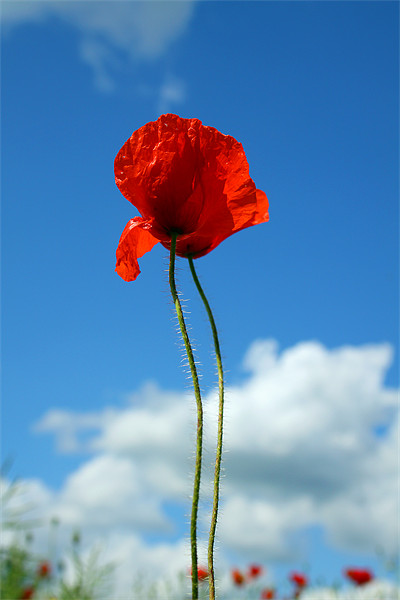 Poppies Picture Board by Oxon Images