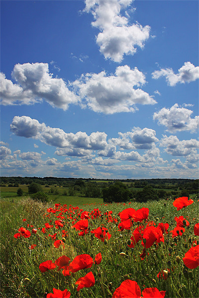 Poppies 2 Picture Board by Oxon Images