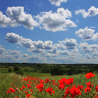 Buy canvas prints of Poppies 2 by Oxon Images