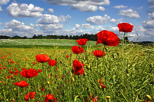 Poppies 3 Picture Board by Oxon Images