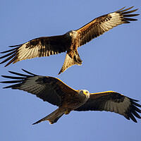 Buy canvas prints of Red Kite In Oxfordshire by Oxon Images
