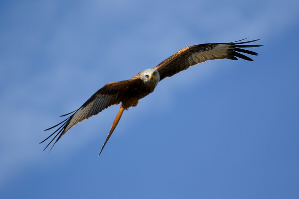 Red Kite Stare Picture Board by Oxon Images