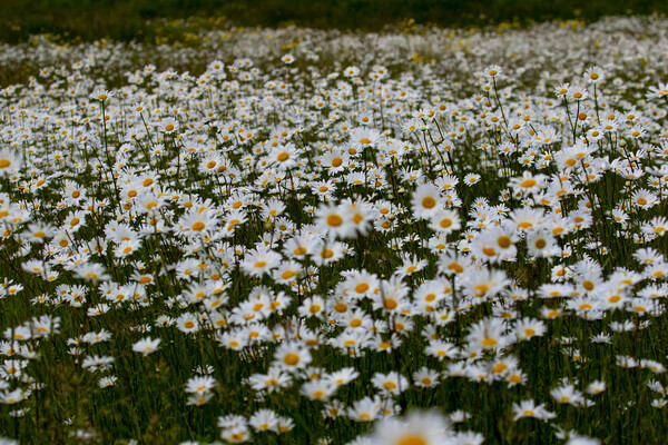 A Field of wild daisies Picture Board by Oxon Images