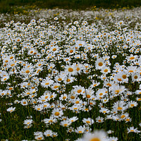 Buy canvas prints of A Field of wild daisies by Oxon Images