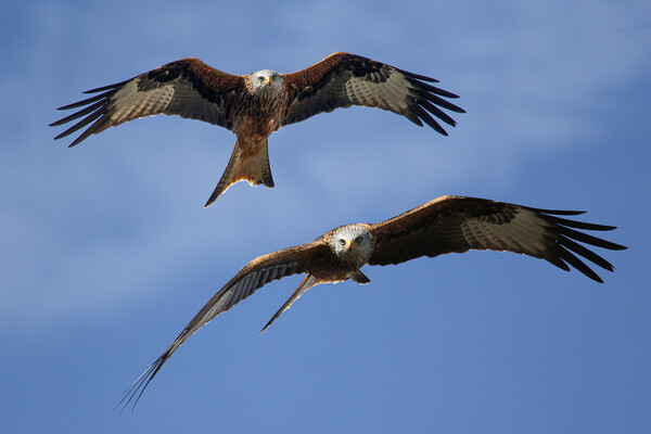 Red Kites Soaring Picture Board by Oxon Images