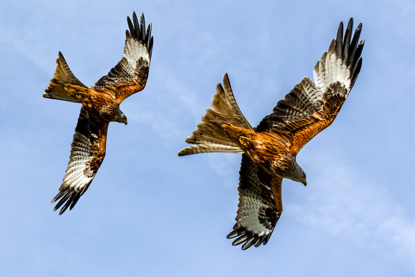 Red Kites Swooping In Oxfordshire Picture Board by Oxon Images