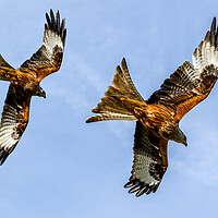 Buy canvas prints of Red Kites Swooping In Oxfordshire by Oxon Images