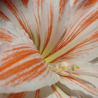 Buy canvas prints of Natural Amaryllis by Heather Gale