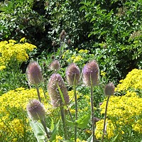 Buy canvas prints of Colour and Contrast Teasel Plant in a Wild Flower  by Heather Gale