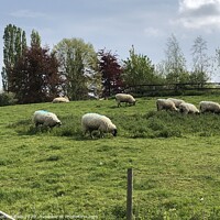 Buy canvas prints of Lazy sheep on a sunny afternoon. by Heather Gale