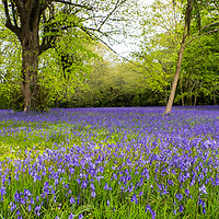Buy canvas prints of Enys Gardens Bluebells by David Wilkins