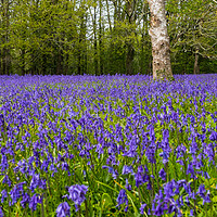 Buy canvas prints of Enys Gardens Bluebells by David Wilkins