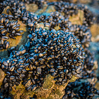 Buy canvas prints of Mussels by David Wilkins