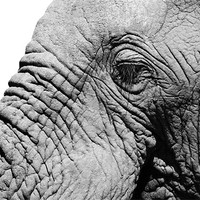 Buy canvas prints of Elephant face by Clare FitzGerald