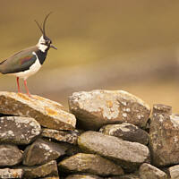 Buy canvas prints of Lapwing on Yorkshire Dry Stone Wall by Danny Hill