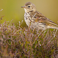 Buy canvas prints of Meadow Pipit on South Pennine Moors by Danny Hill