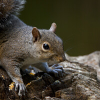 Buy canvas prints of Grey Squirrel in woodland by Danny Hill