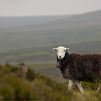 Buy canvas prints of Lone sheep on moorland by Danny Hill