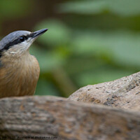 Buy canvas prints of Nuthatch in woodland by Danny Hill