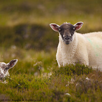 Buy canvas prints of A pair of moorland sheep in Yorkshire by Danny Hill