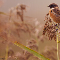 Buy canvas prints of Autumn Stonechat by Danny Hill